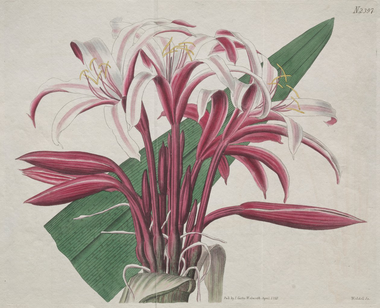 Den botaniska tidningen eller blomsterträdgården som visas: ståtliga Crinum av S. Curtis