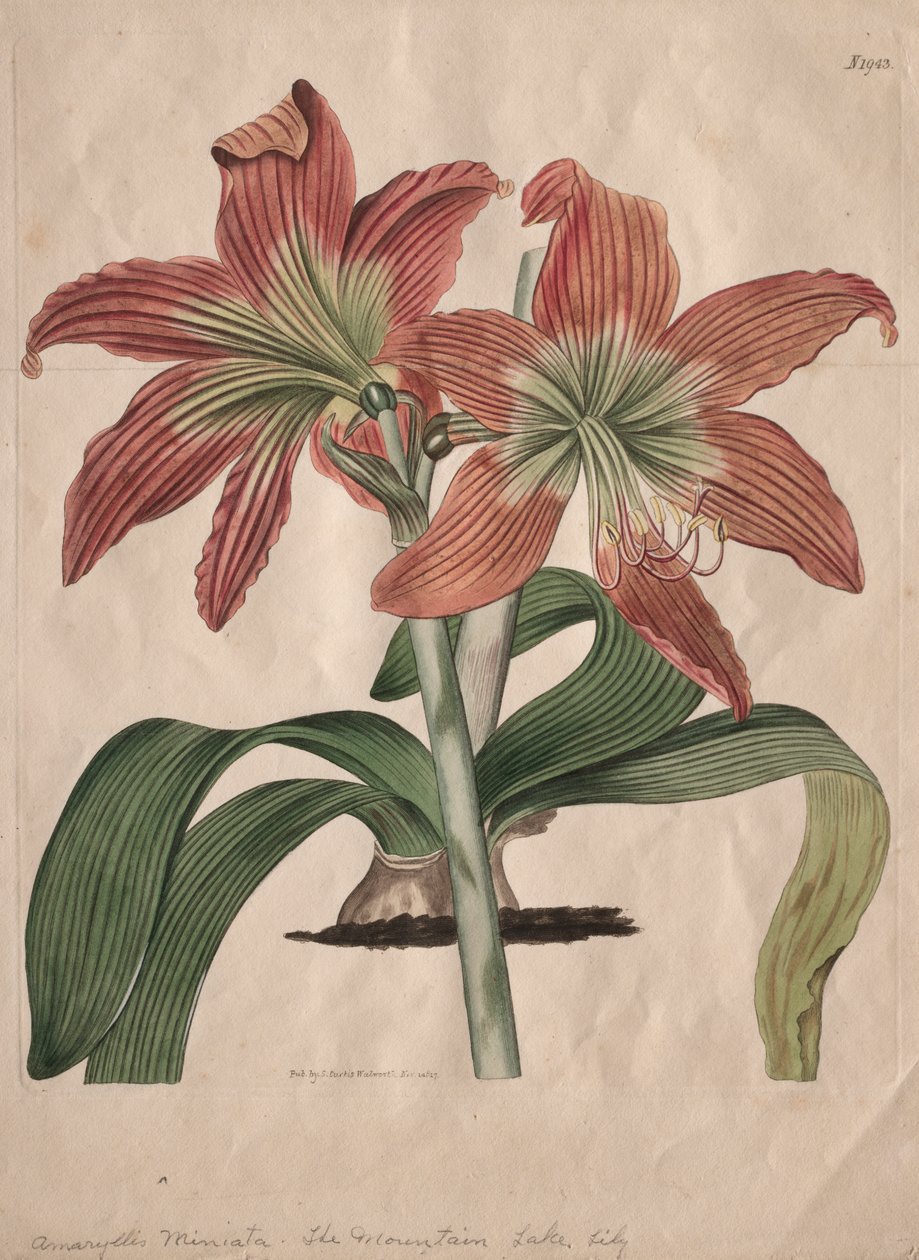 The Botanical Magazine eller Flower Garden Visas: The Mountain Lake Lily av S. Curtis