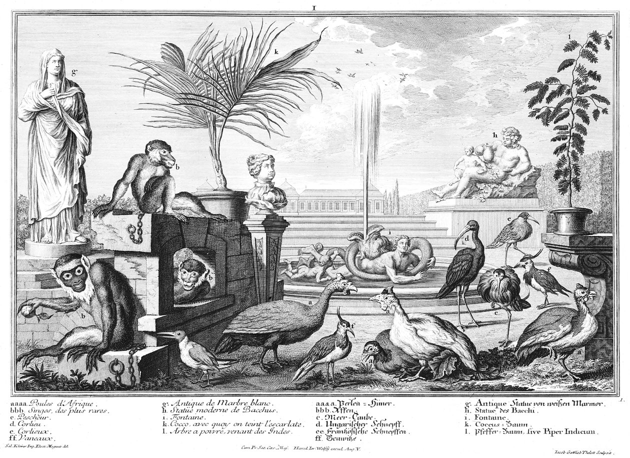 apor, gallinaceous fåglar och plovers av Salomon Kleiner