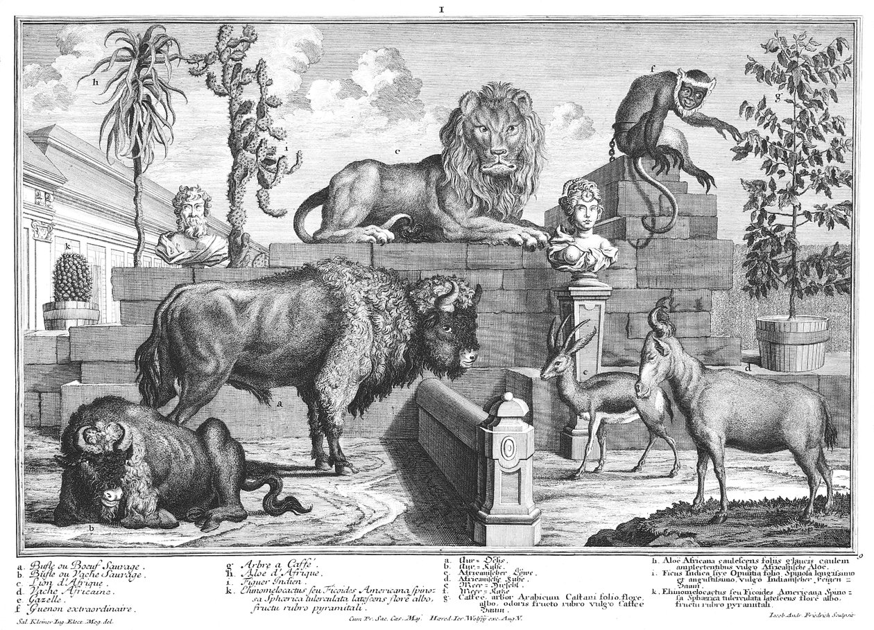 Lejon och bisonpar av Salomon Kleiner