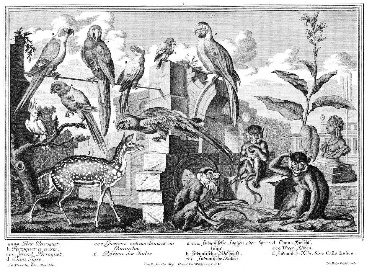 papegojor och apor av Salomon Kleiner