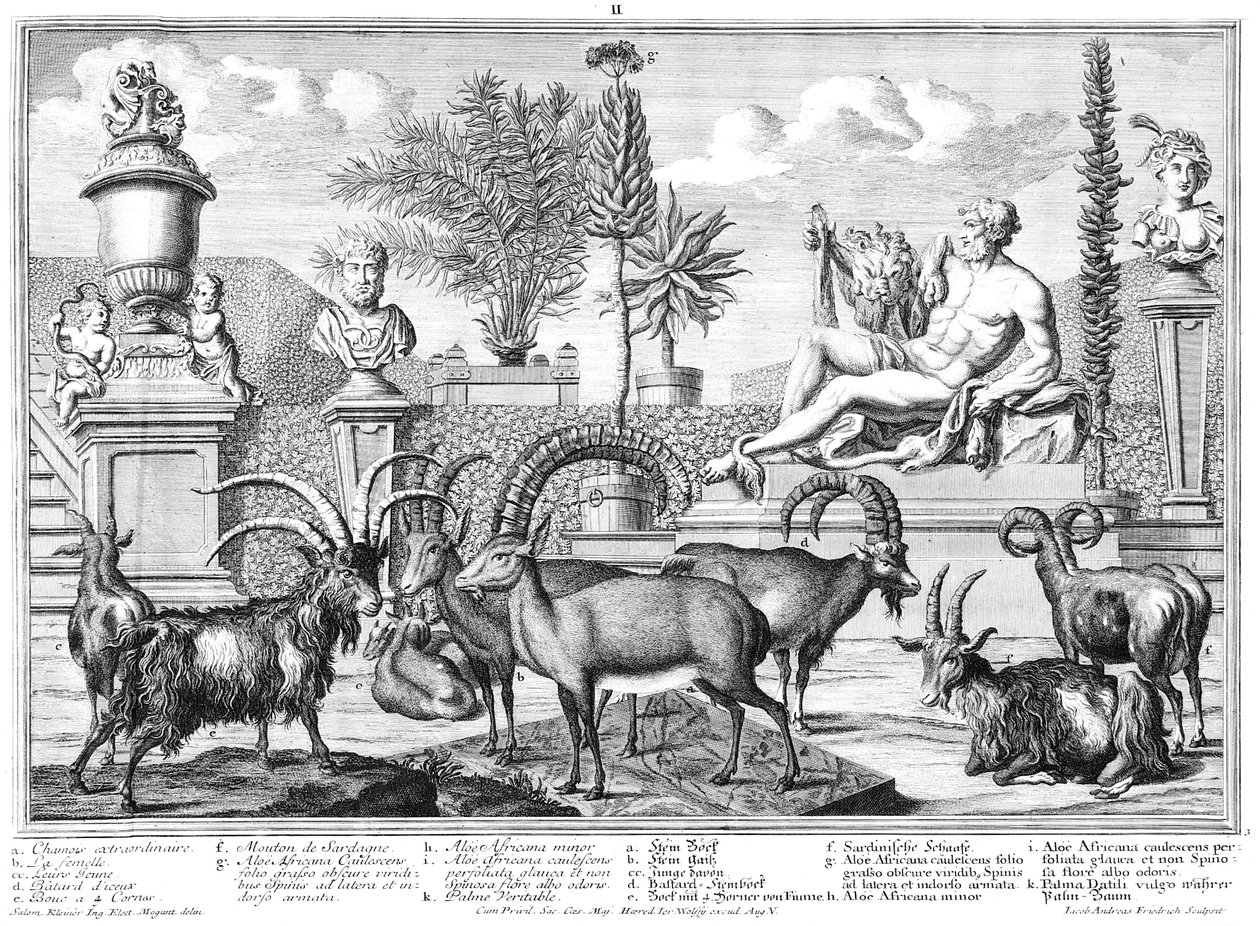 Stenbockar av Salomon Kleiner