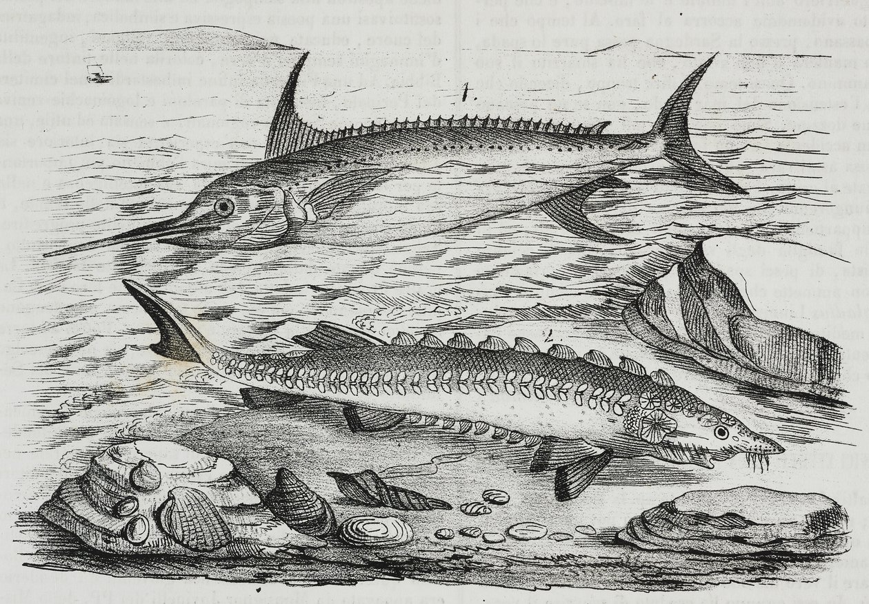 1 svärdfisk (Xiphias gladius), 2 stör (Acipenser sturio), litografi av Salvatore Puglia från Poliorama Pittoresco, n 10, 16 oktober av Salvatore Puglia