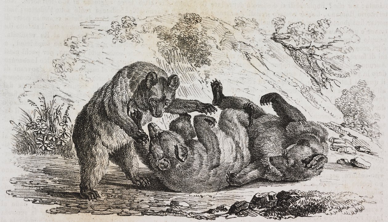 Bears of Asturias, Spanien, litografi av Salvatore Puglia från Poliorama Pittoresco, n 9, 7 oktober av Salvatore Puglia