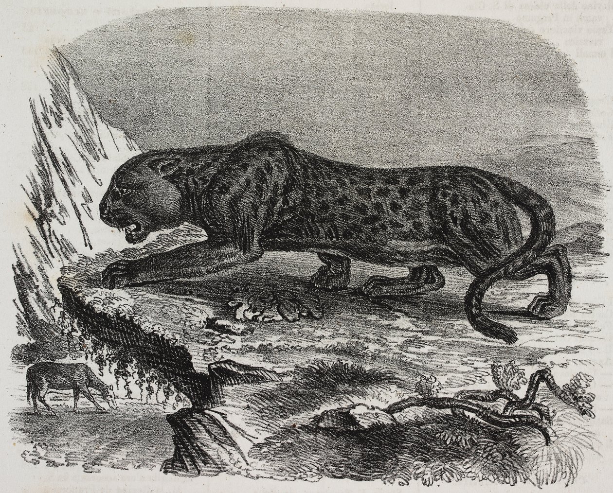 Black Panther i Jardin des Plantes, Paris botaniska trädgård, Frankrike, litografi av Salvatore Puglia från Poliorama Pittoresco, n 26, 4 februari av Salvatore Puglia