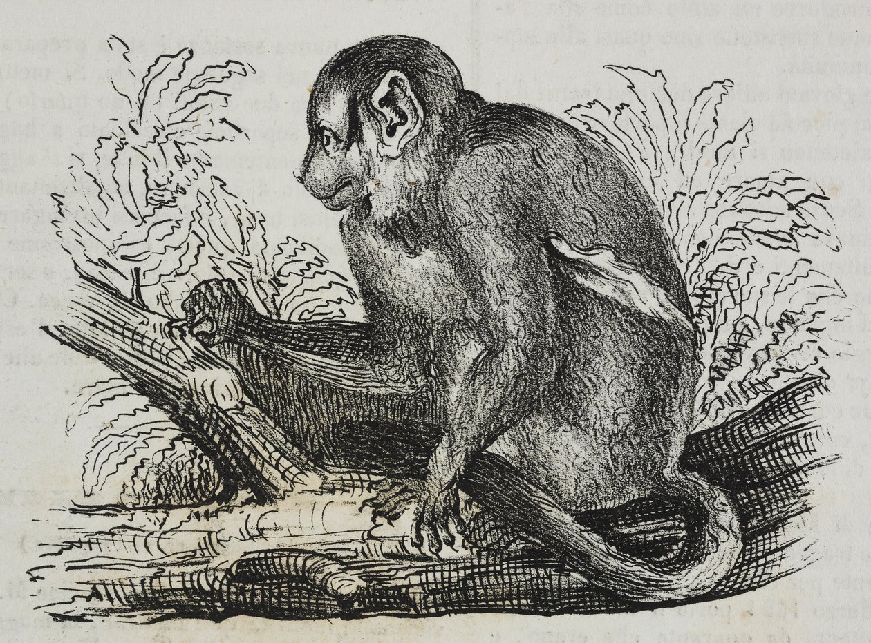 Nattapa douroucoulis (Aotus trivirgatus), litografi av Salvatore Puglia från Poliorama Pittoresco, n 46, 25 juni av Salvatore Puglia