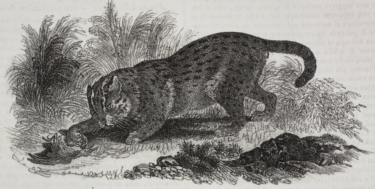 Sumatran katt, litografi av Salvatore Puglia från Poliorama Pittoresco, n 47, 1 juli av Salvatore Puglia