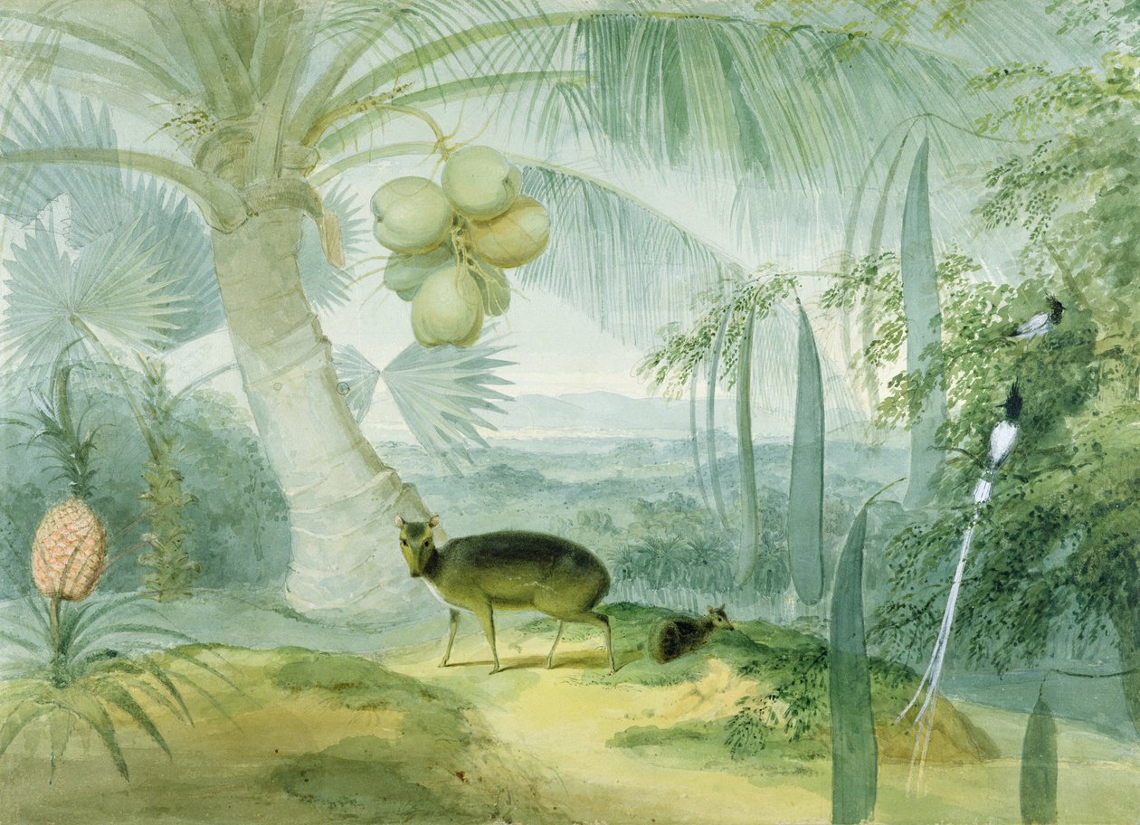 Ett landskap på Ceylon, med skällande hjortar och fawn och ett par paradisflugfångare, ca 1808-11 av Samuel Daniell