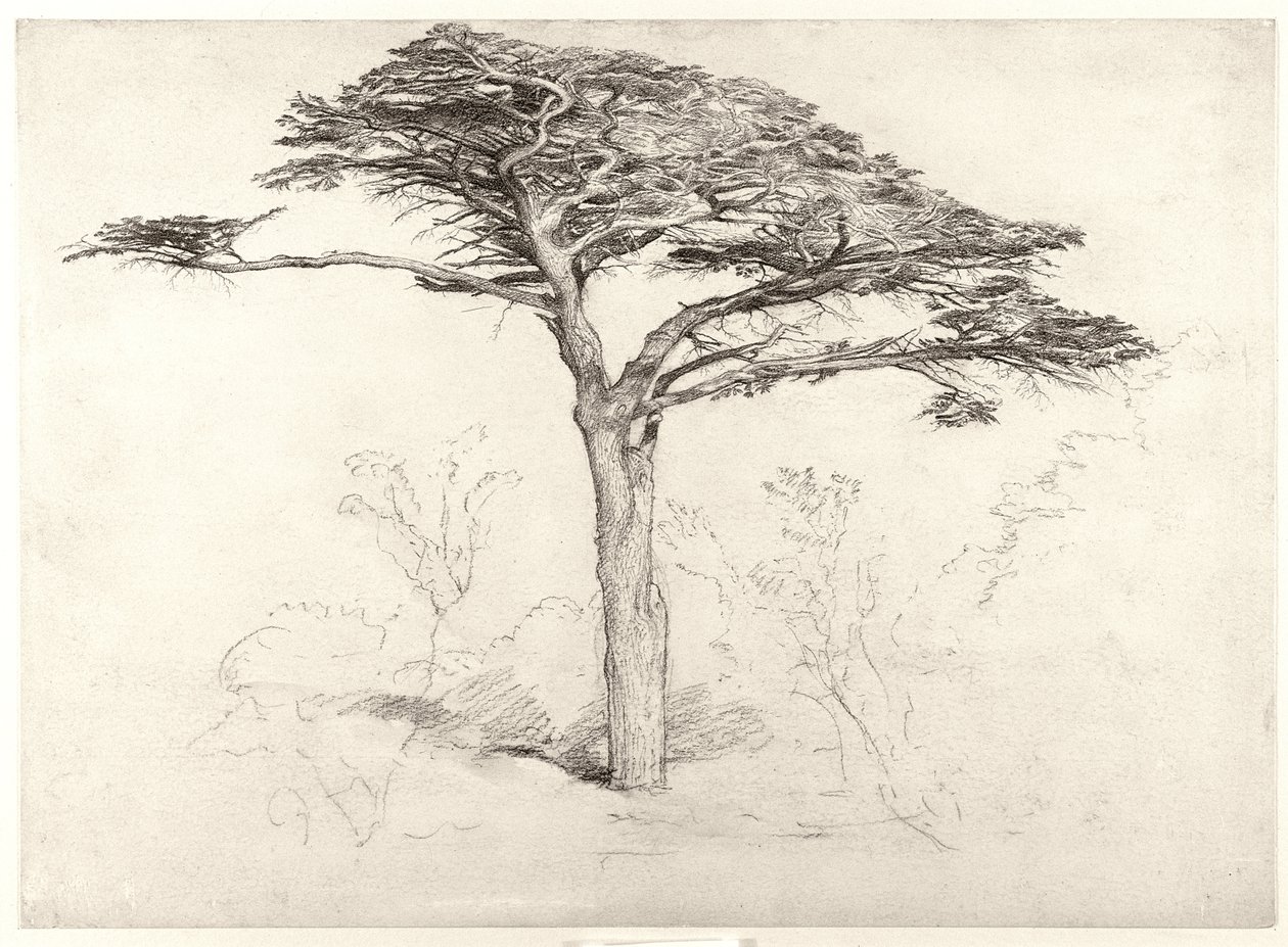 Gammalt cederträd i botaniska trädgården, Chelsea, 1854 av Samuel Palmer