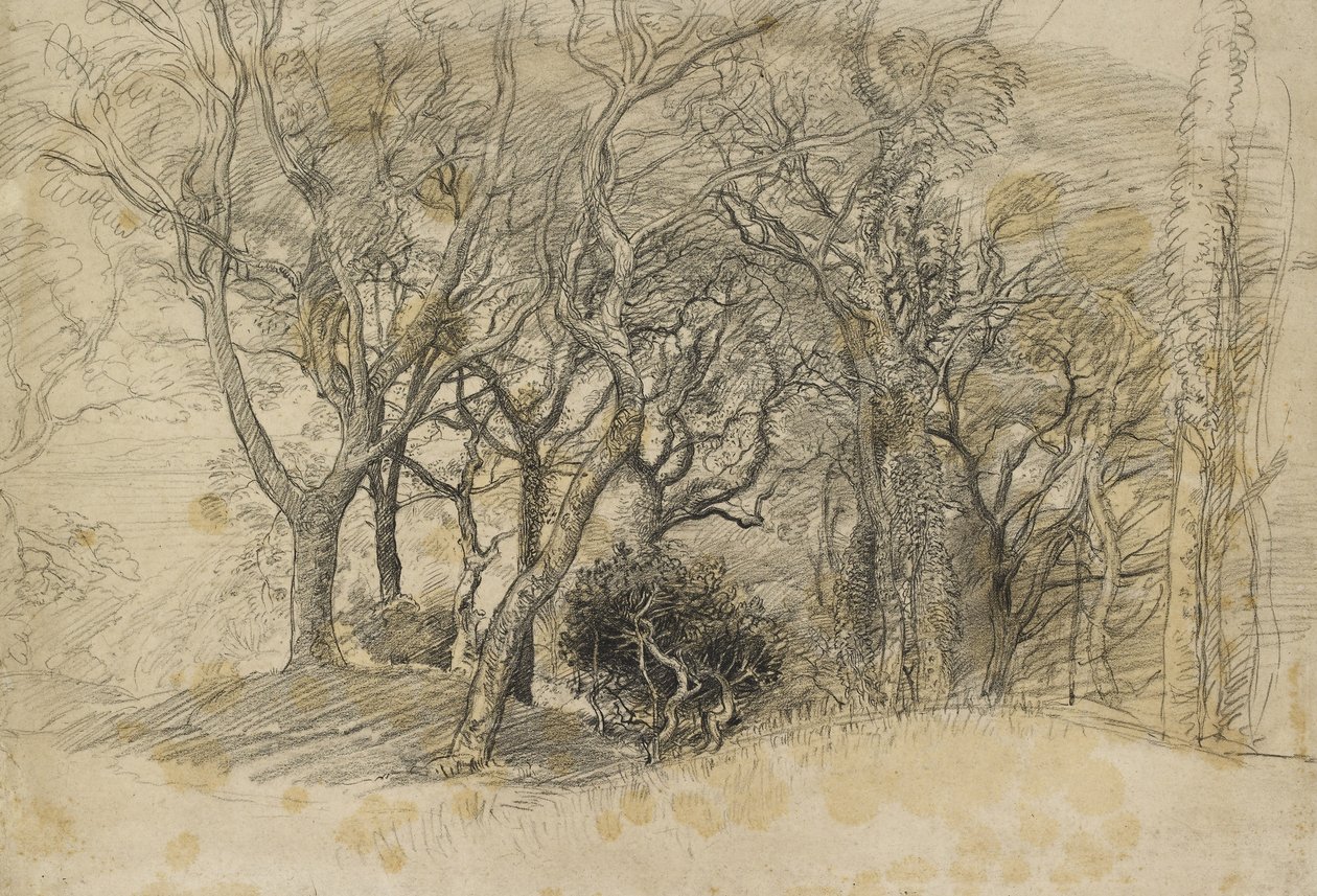 Study of Trees, Clovelly Park, 1834 (svart krita på blekt gråaktigt papper) av Samuel Palmer