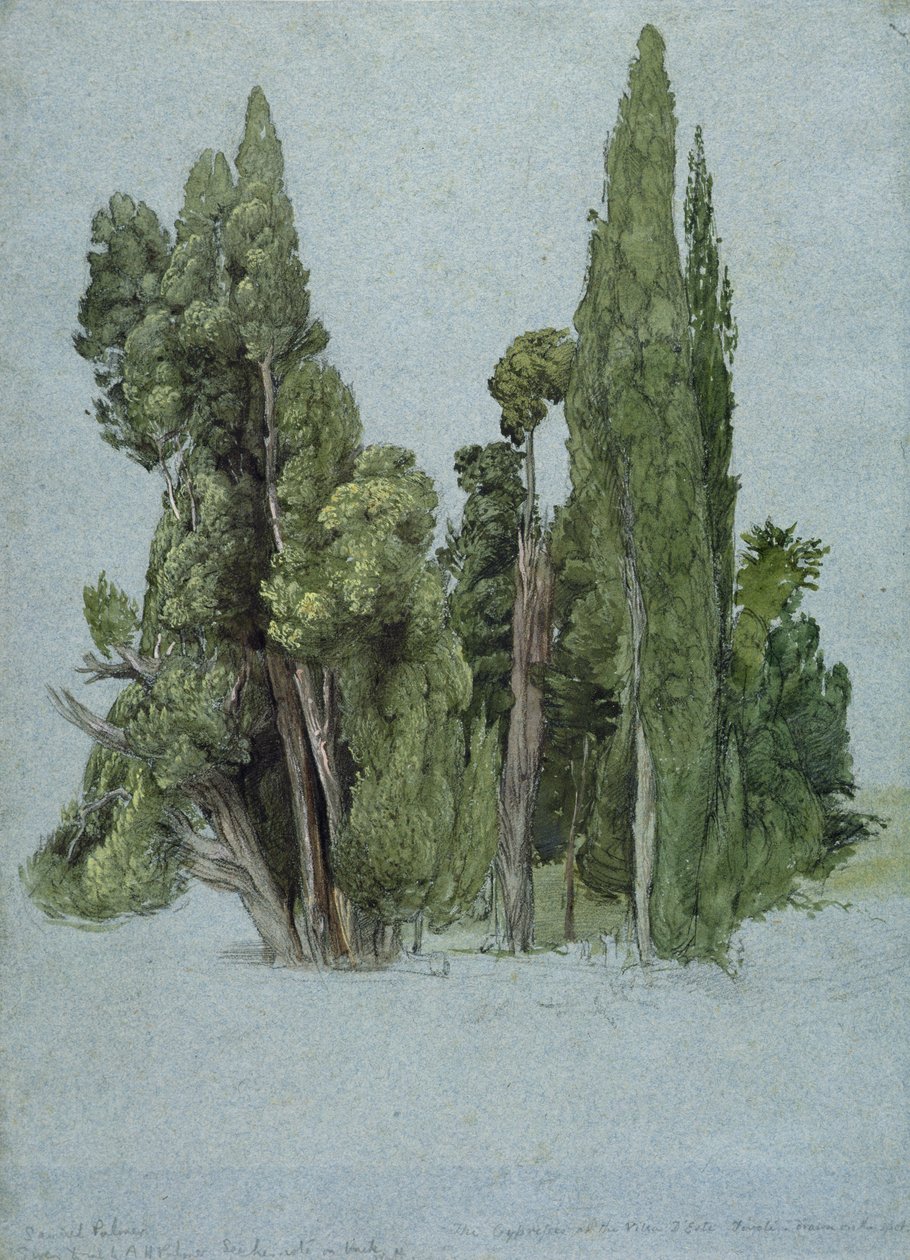 Cypresserna i Villa d