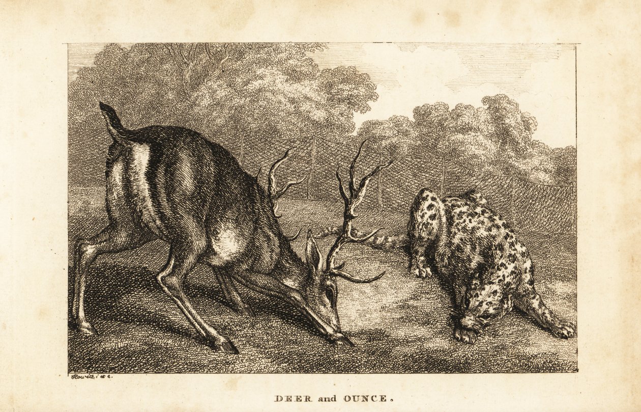 Möte mellan en hjort, Cervus elaphus, och en snöleopard, Panthera uncia av Samuel (after) Howitt