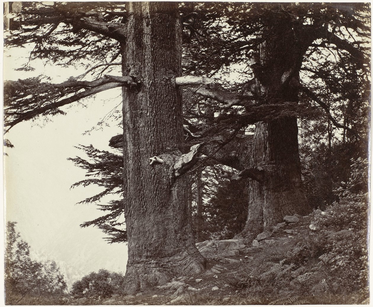 Twee cederbomen, Himachal Pradesh Deoddars 35 fot och 37 fot i omkrets (originaltitel) av Samuel Bourne (attributed to)