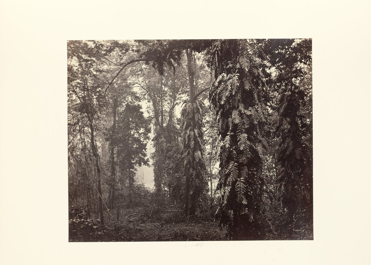 Darjeeling; Krypare i skogen nedanför Ging av Samuel Bourne