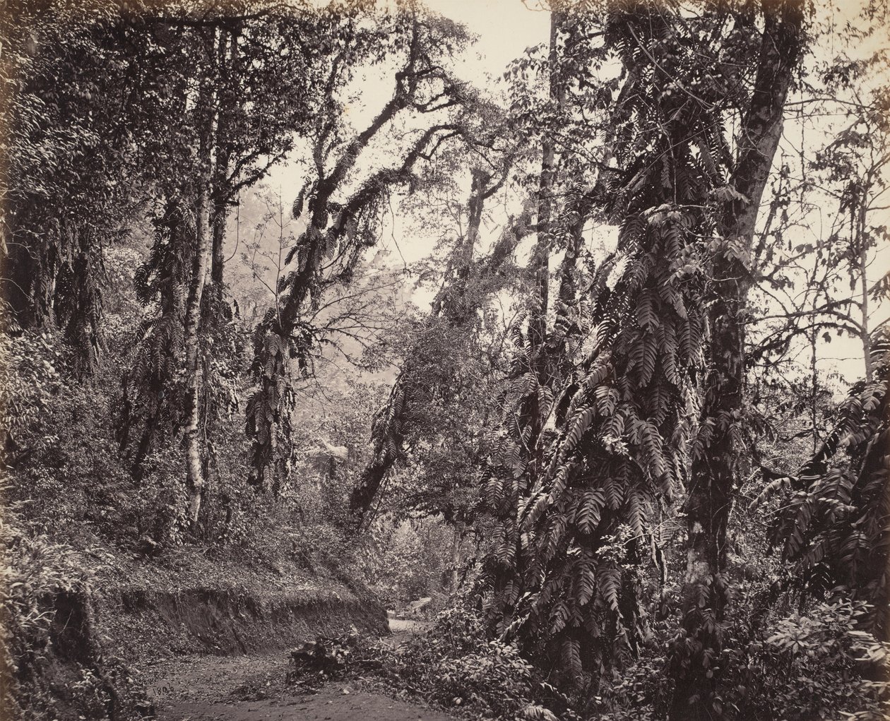 Darjeeling, Skogsscen med rankor, med Tukvarvägen av Samuel Bourne