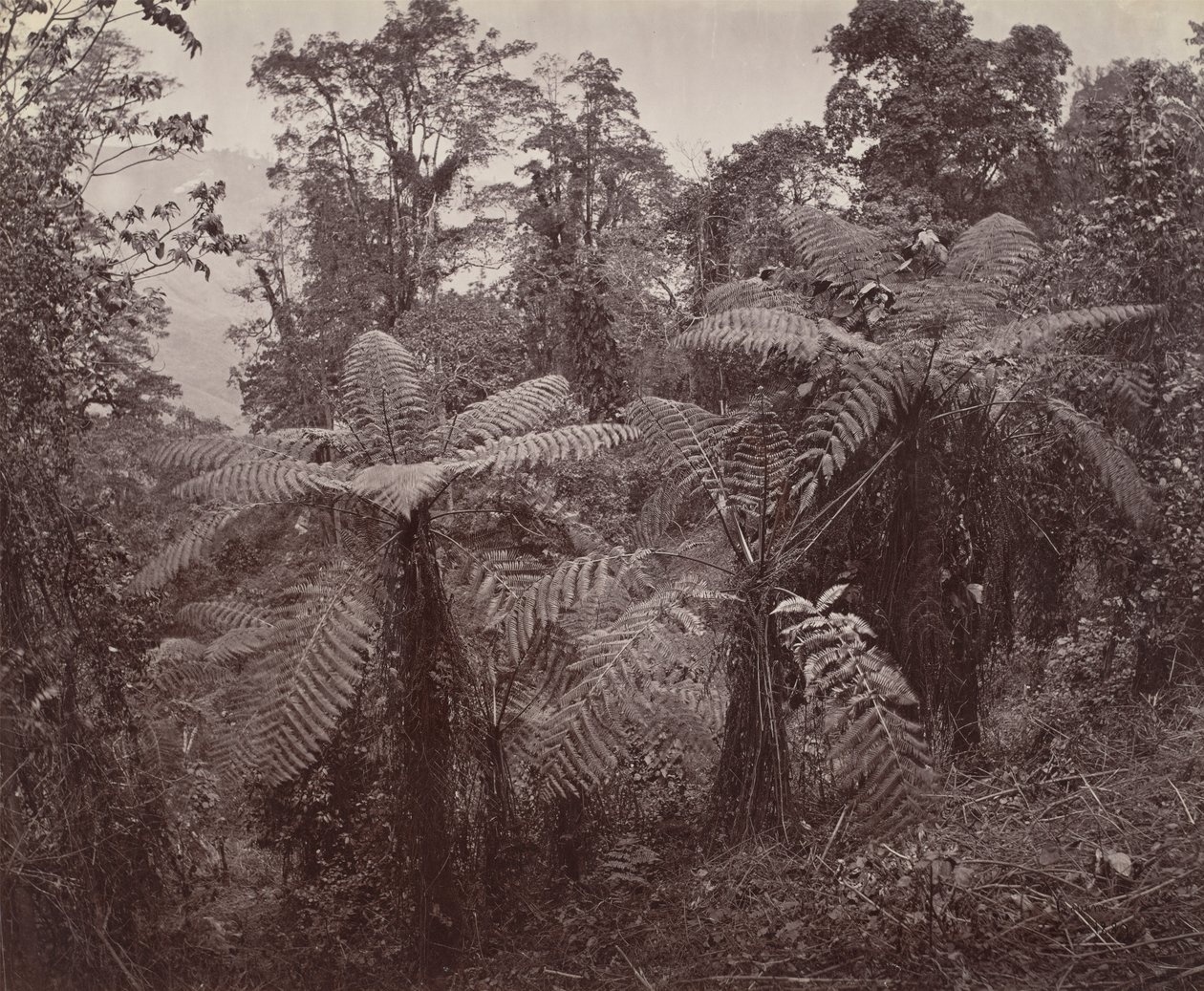 Darjeeling, grupp av trädormbunkar på Lebong av Samuel Bourne