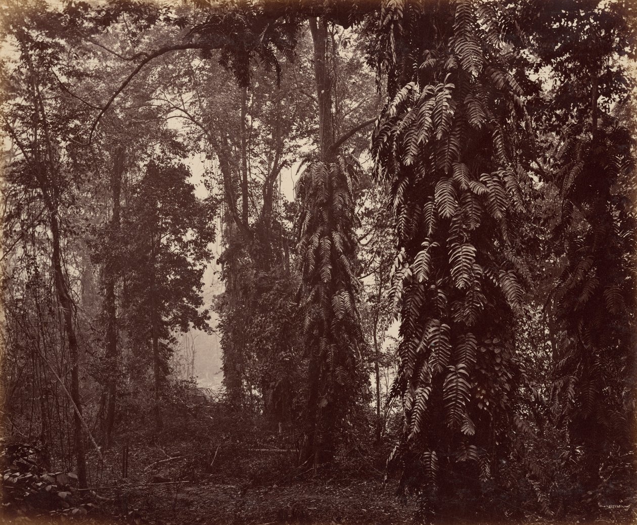 Darjeeling, Indien av Samuel Bourne