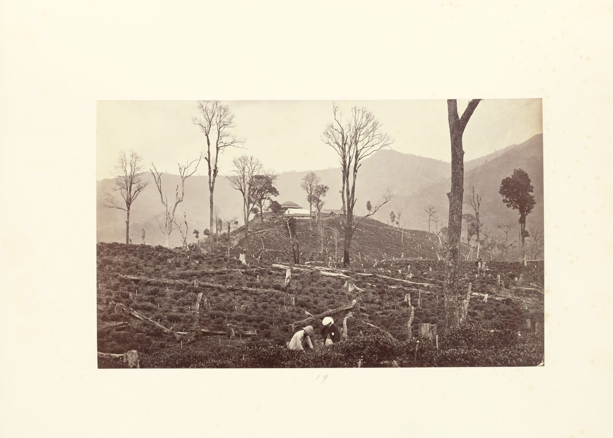 Darjeeling; Vy över Selims teplantage med den övre fabriken och bungalowen av Samuel Bourne