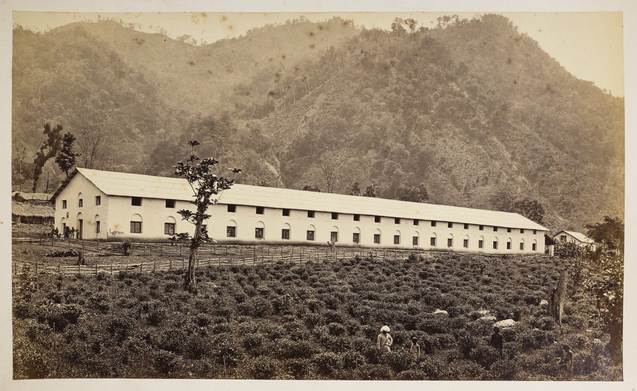 Selim Tea Estate, Darjeeling, den nya fabriken, lägre division,  från "Views of Darjeeling",  1860-80    (s/v bild) av Samuel Bourne