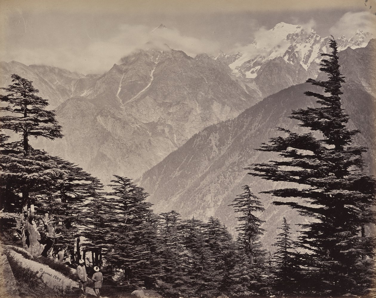 Övre Himalaya. Utsikt nära China Mountains. Himalayacedrar i förgrunden av Samuel Bourne