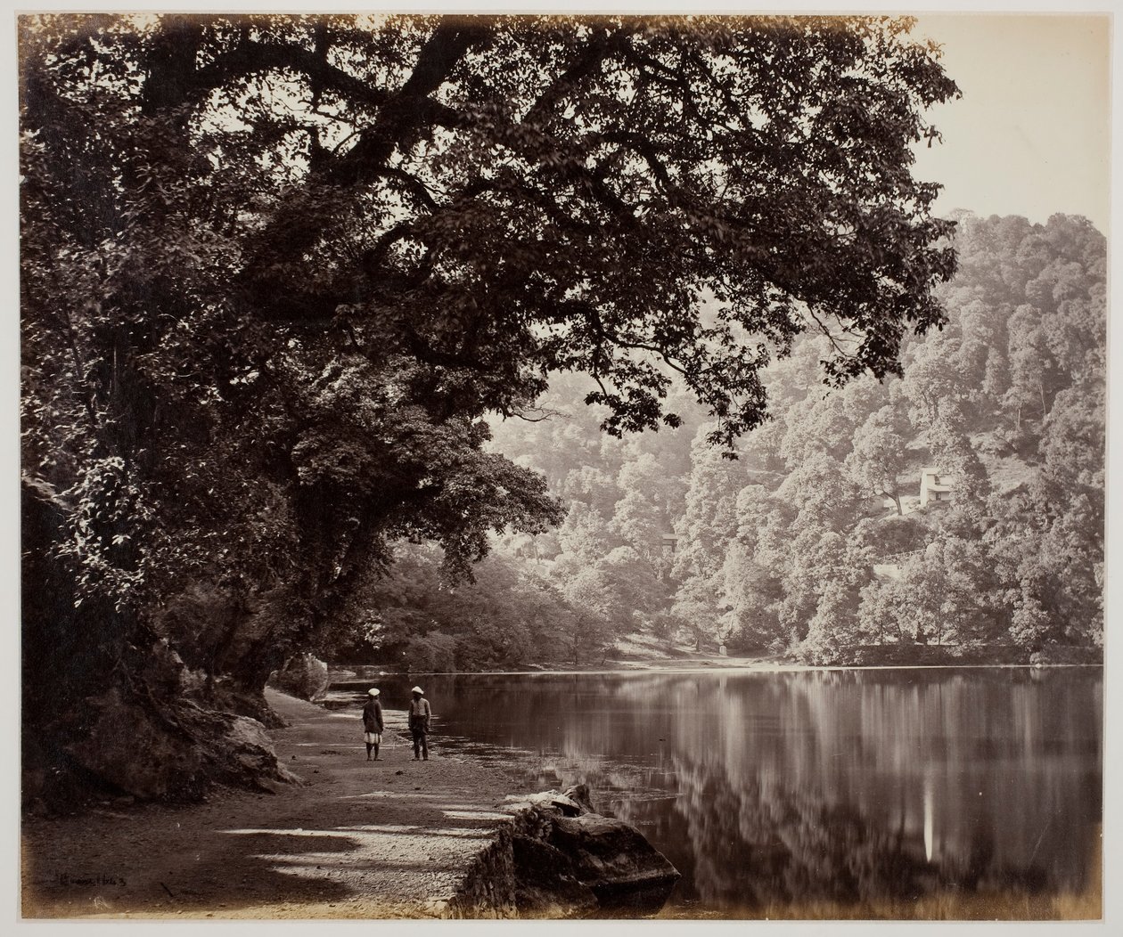 Utan titel [träd nära vatten, Indien], 1870-talet. av Samuel Bourne