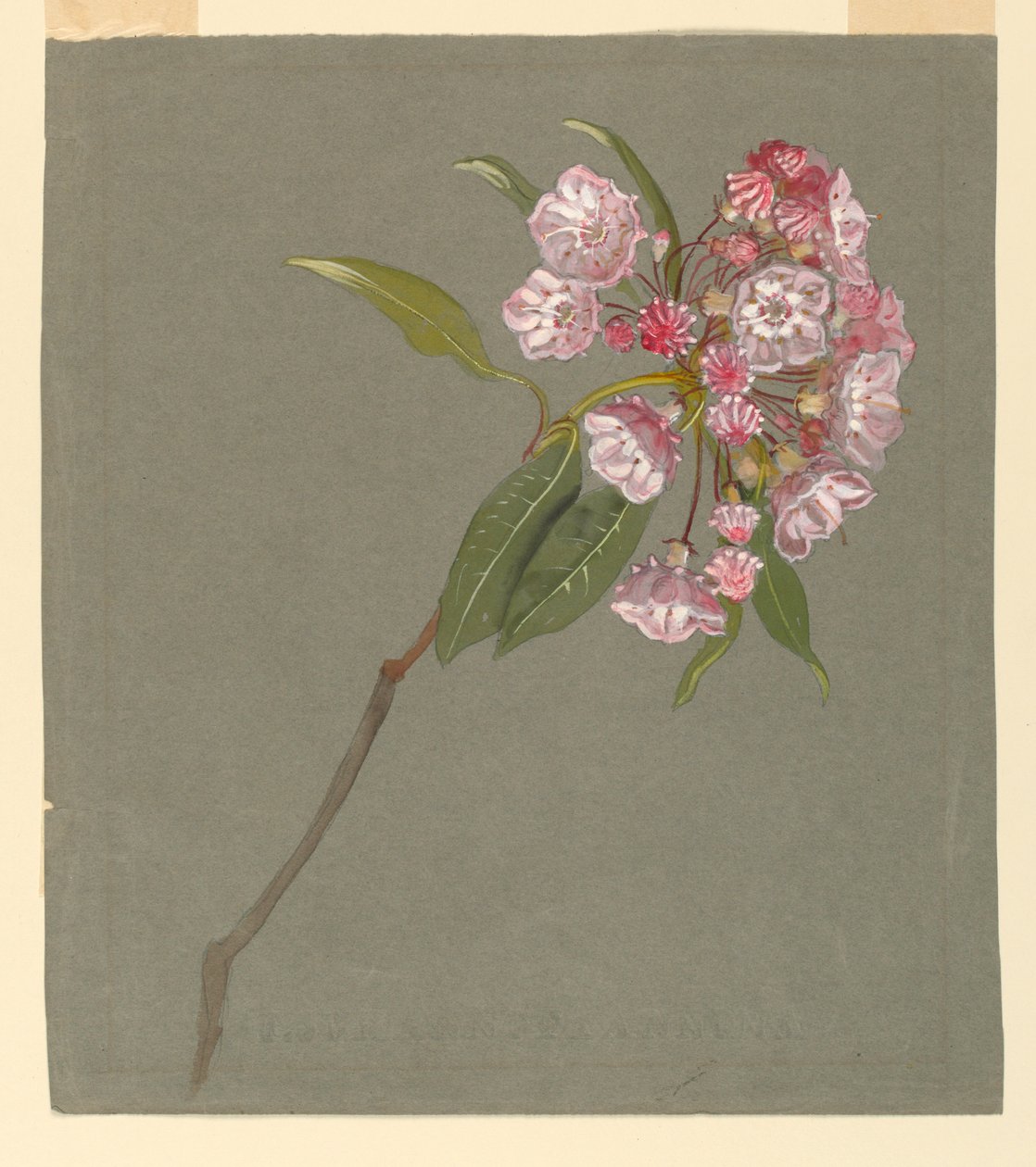 En gren av bergslager med löv och blommor av Samuel Colman