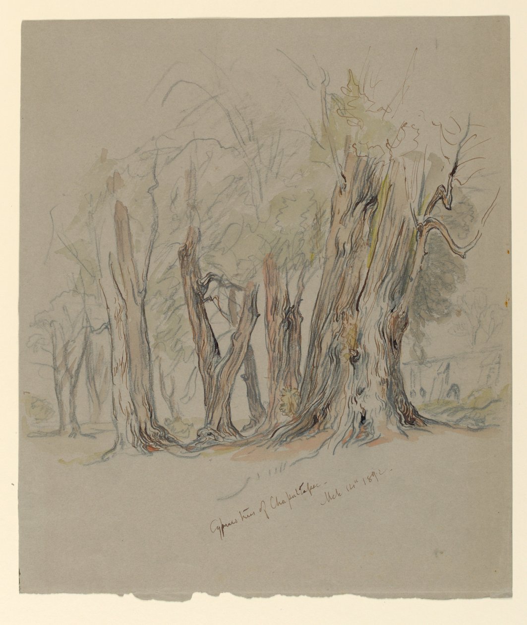 Cypresser i Chapultepec, Mexiko av Samuel Colman