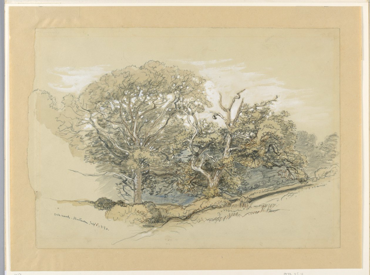 Teckning, Oak Wood, Montauk, New York, 8 september 1880 av Samuel Colman