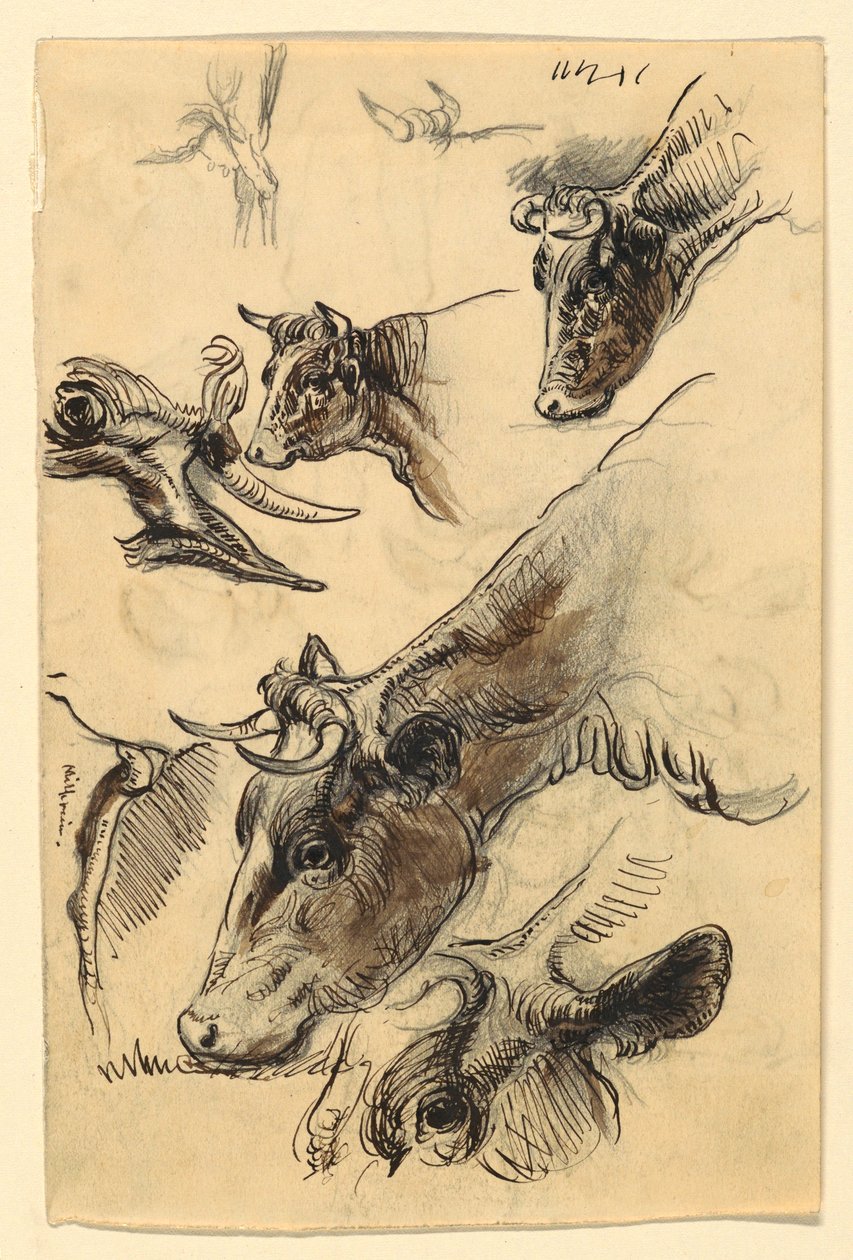 Teckning, Skisser. Nötkreatur, Irvington, september 1876 av Samuel Colman