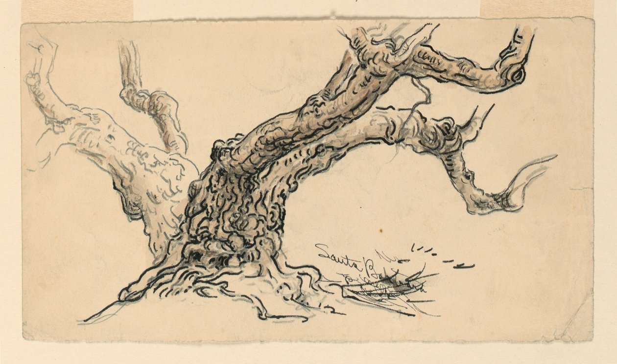 Teckning, Skisser. Sykomorer, Santa Barbara, Kalifornien, ca 1888 av Samuel Colman