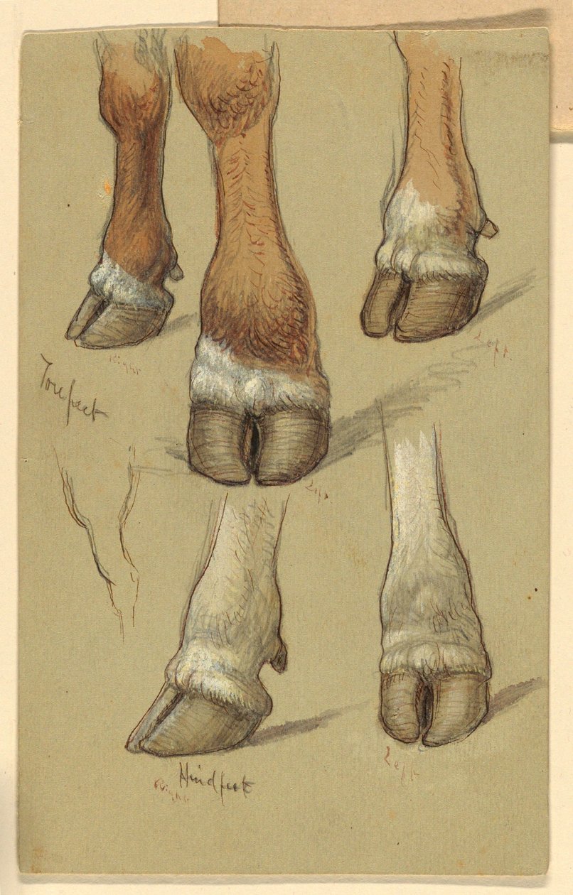 Teckning, Studier efter nötkreatur, 1871 av Samuel Colman