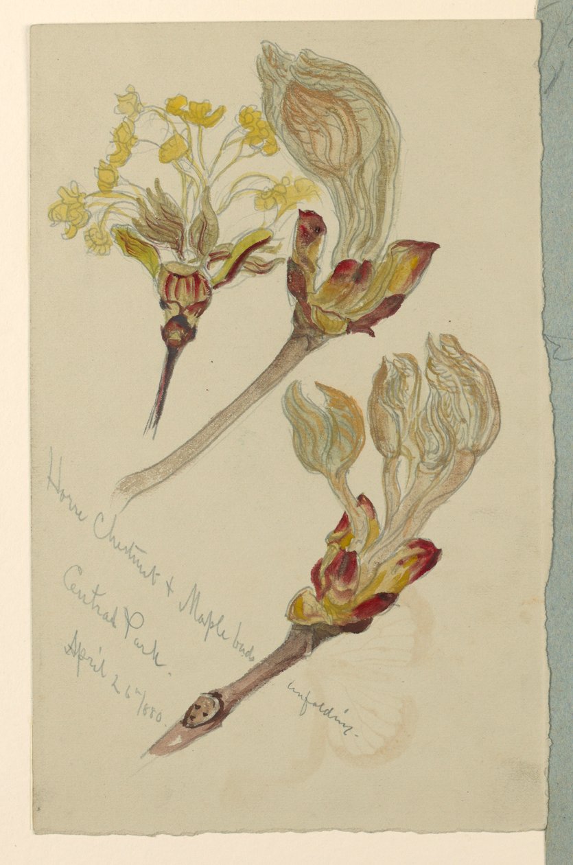 Teckning, Studier. Knoppar på hästkastanj och lönn som vecklar ut sig, Central Park, N.Y.C., 26 april 1880 av Samuel Colman