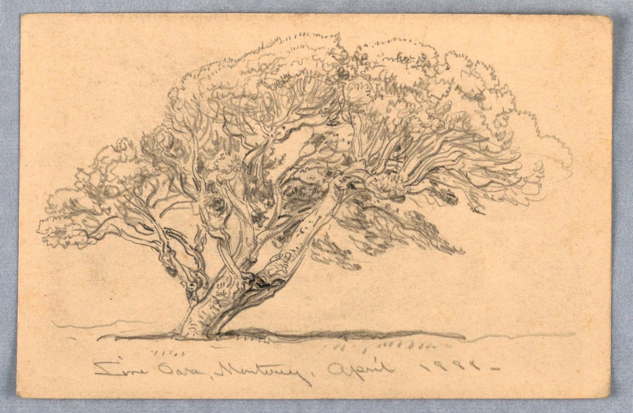 Teckning, Studier. Träd, Santa Barbara, Kalifornien, 1888 av Samuel Colman