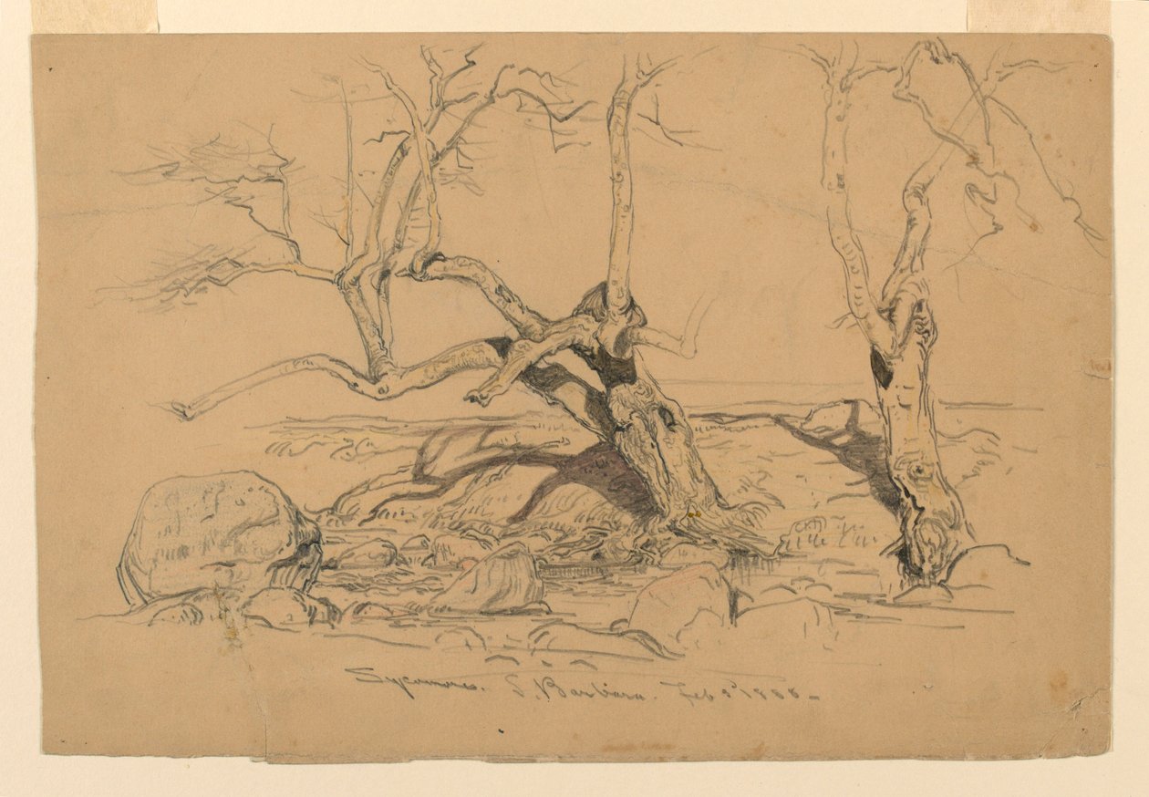 Teckning, Studier. Träd, Santa Barbara, Kalifornien, 3 februari 1888 av Samuel Colman
