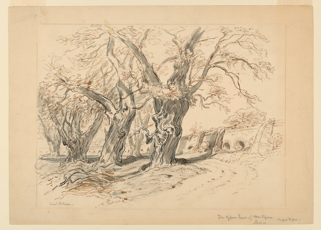 Ritning, studie för Cypress Trees of Montezuma, Park of Chapultepec, Mexiko av Samuel Colman