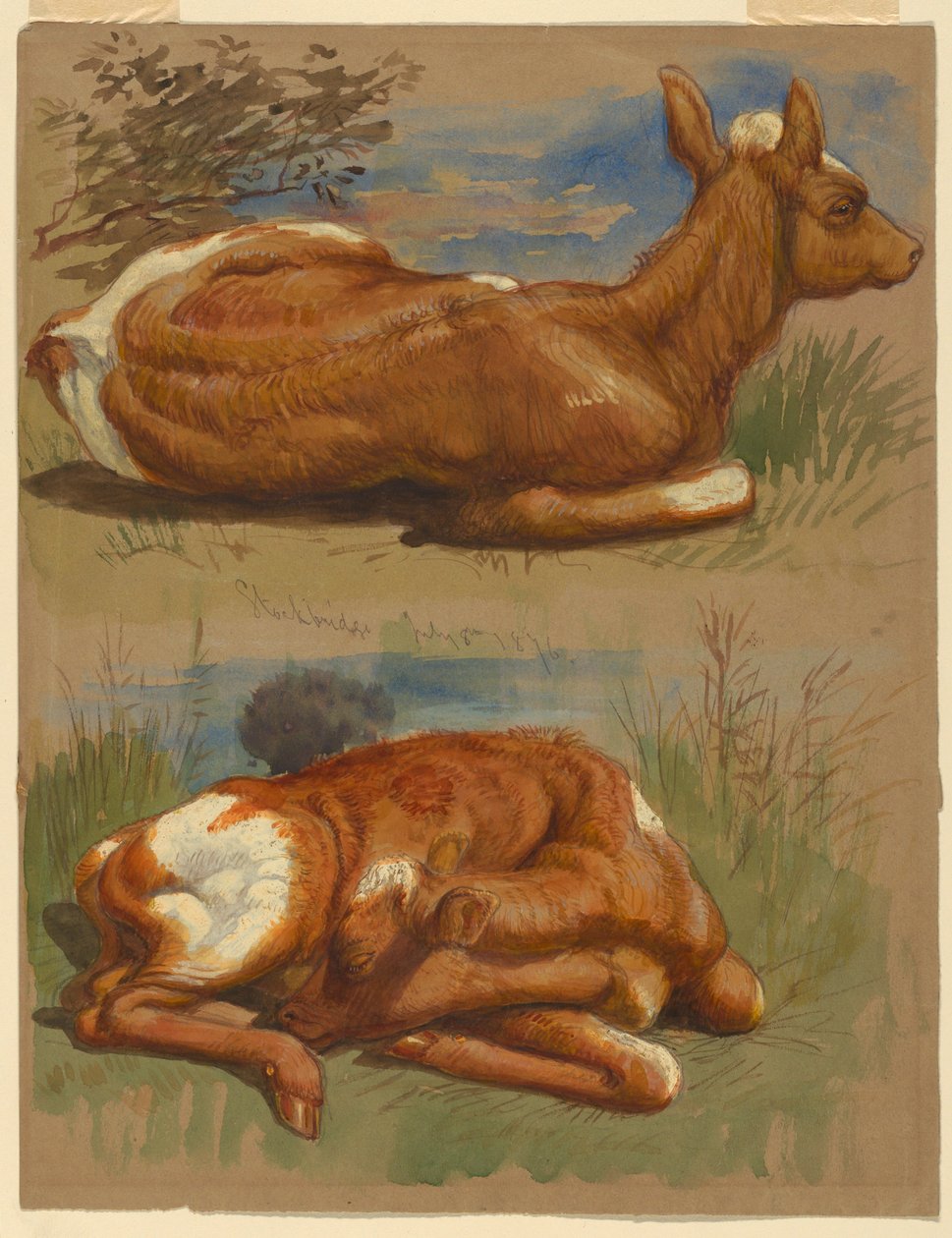 Teckning, Tre studier av kalvar, Stockbridge, 7 juli 1876 av Samuel Colman