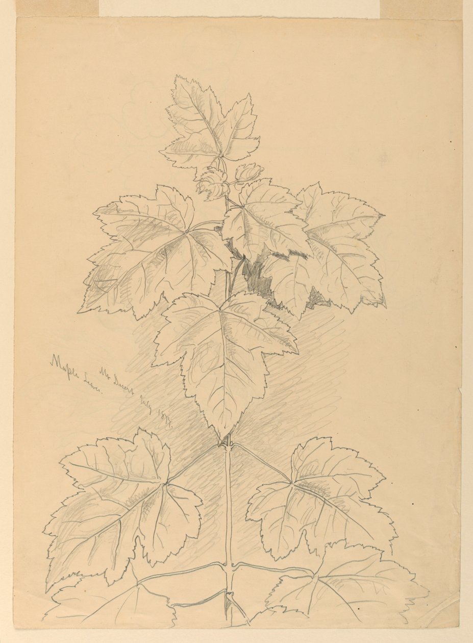 Lönnlöv, Mount Desert av Samuel Colman