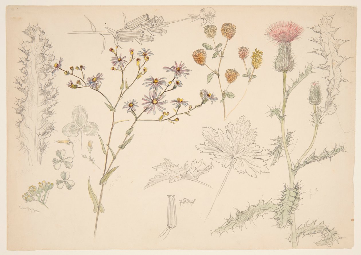 Studier av ängsblommor av Samuel Colman