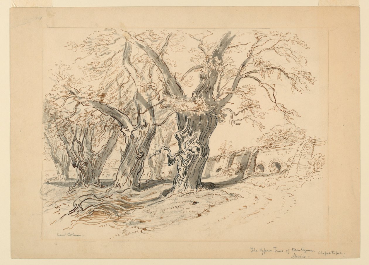 Studie för The Cypress Trees of Montezuma, Park of Chapultepec, Mexiko av Samuel Colman