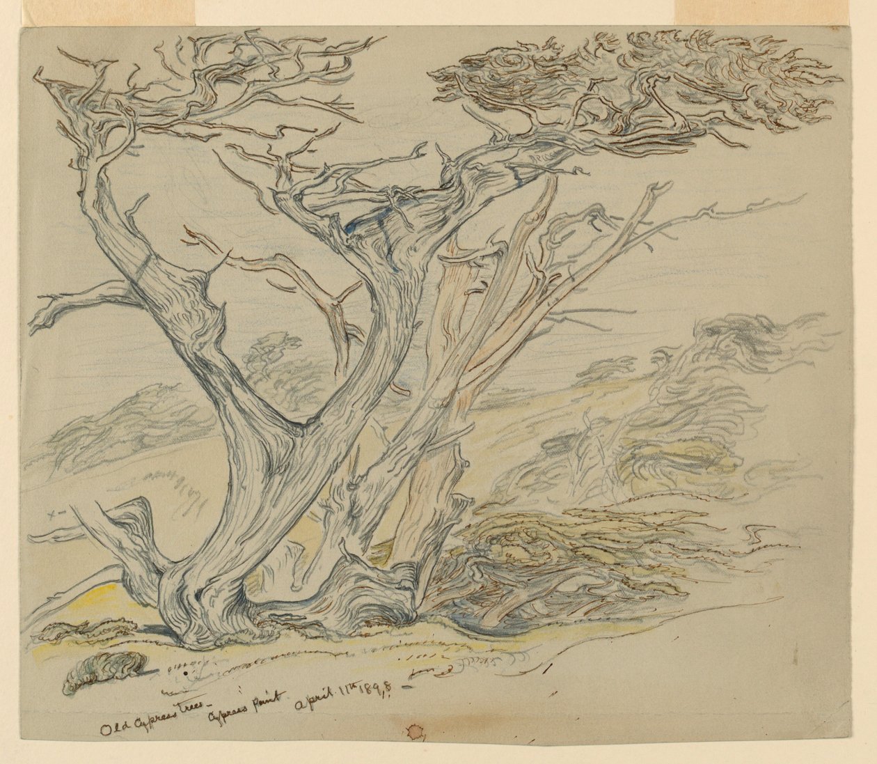 Studie av gamla cypressträd, Cypress Point av Samuel Colman