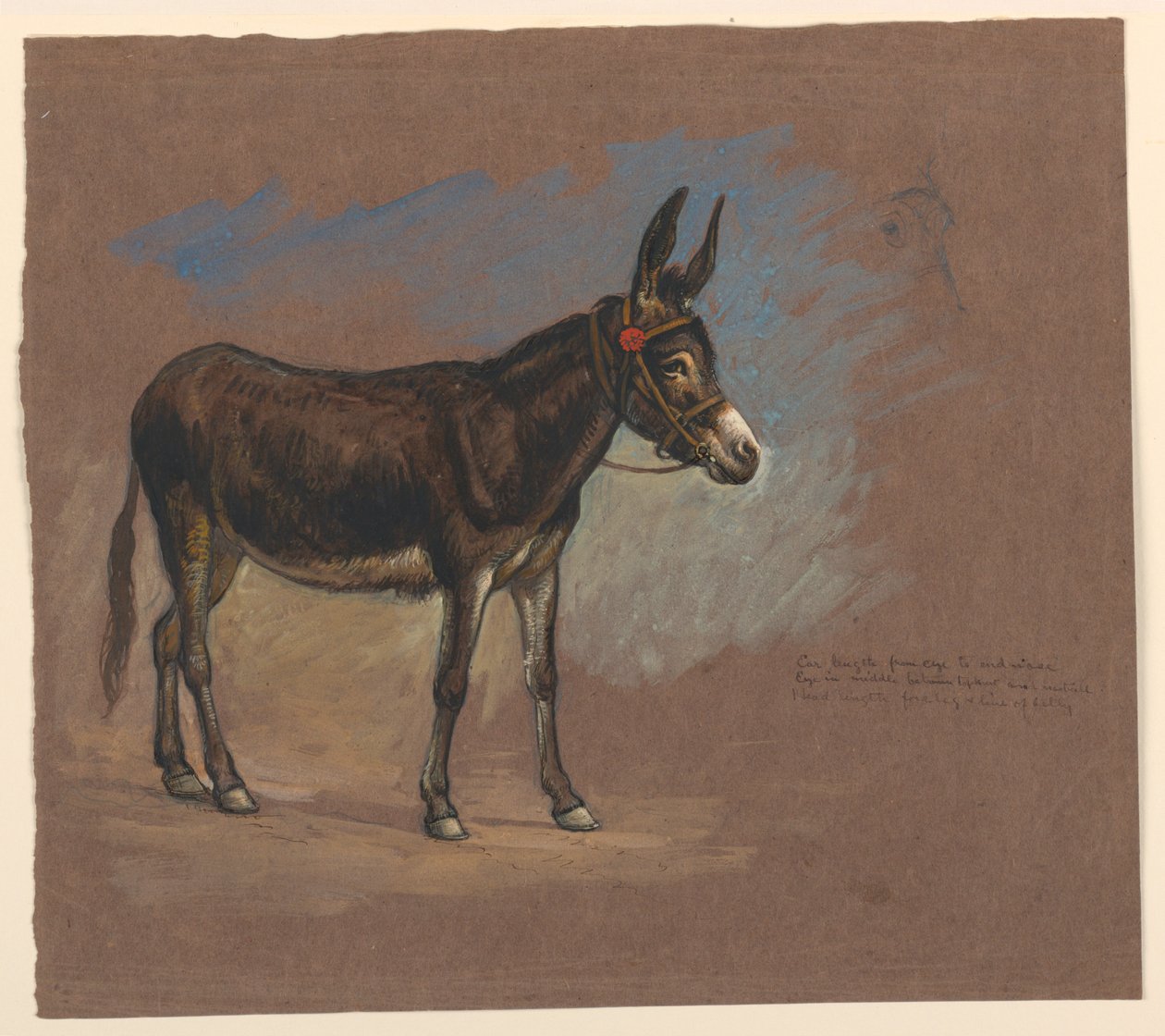 Studie av en mula av Samuel Colman