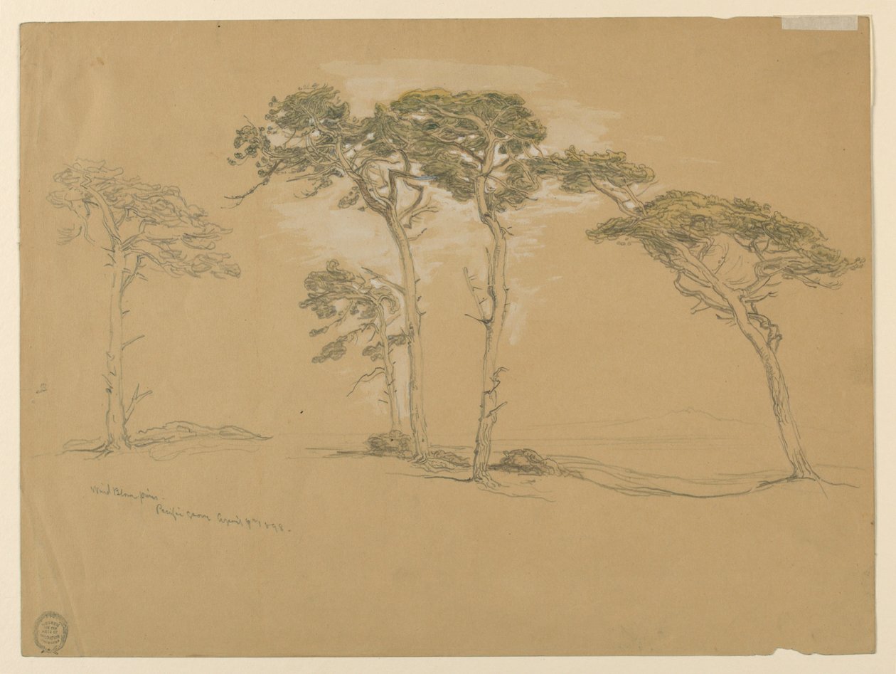 Vindblåsta tallar, Pacific Grove. Verso: Pacific Coast-vägen till Point Sur. av Samuel Colman