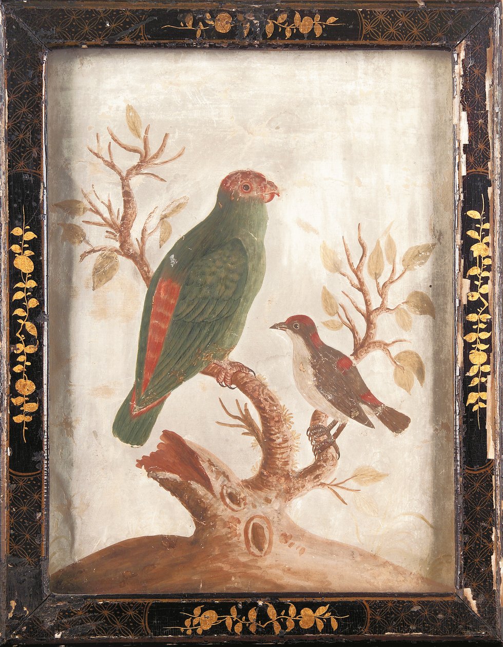 Grön och röd indisk parakit, ca 1750 av Samuel Dixon