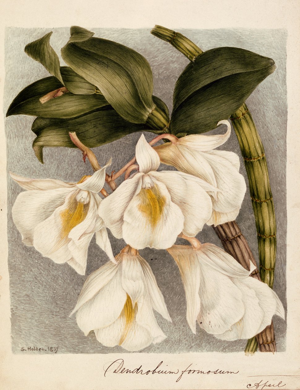 Dendrobium Formosum, ca 1839 (akvarell) av Samuel Holden