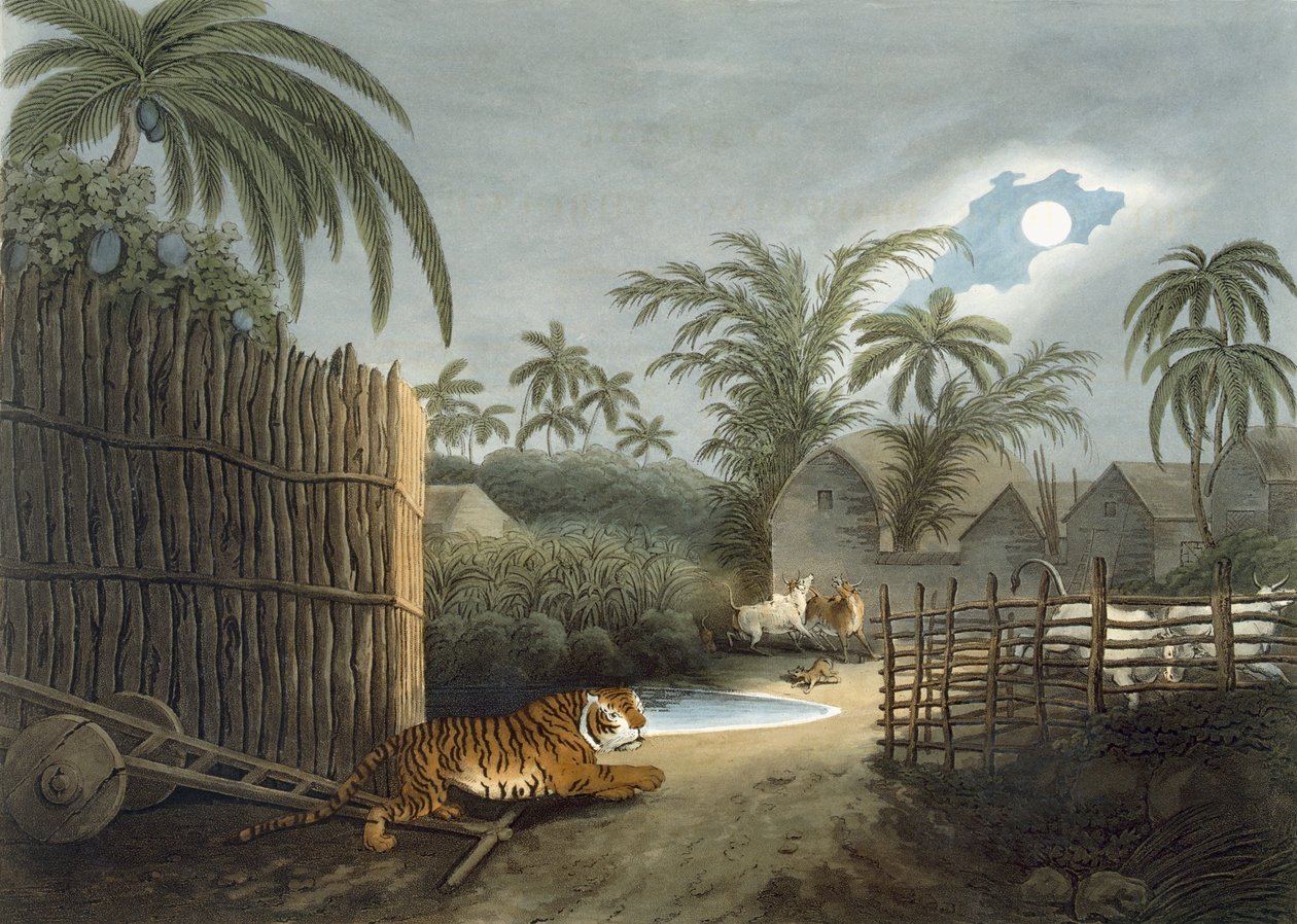 En tiger som strövar genom en by (boskap i skräck), från 