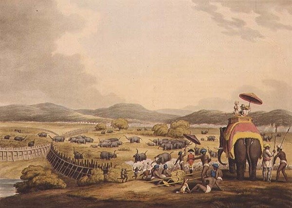 Driving Elephants Into A Keddah, från "Oriental Field Sports", pub. av Edward Orme av Samuel Howett