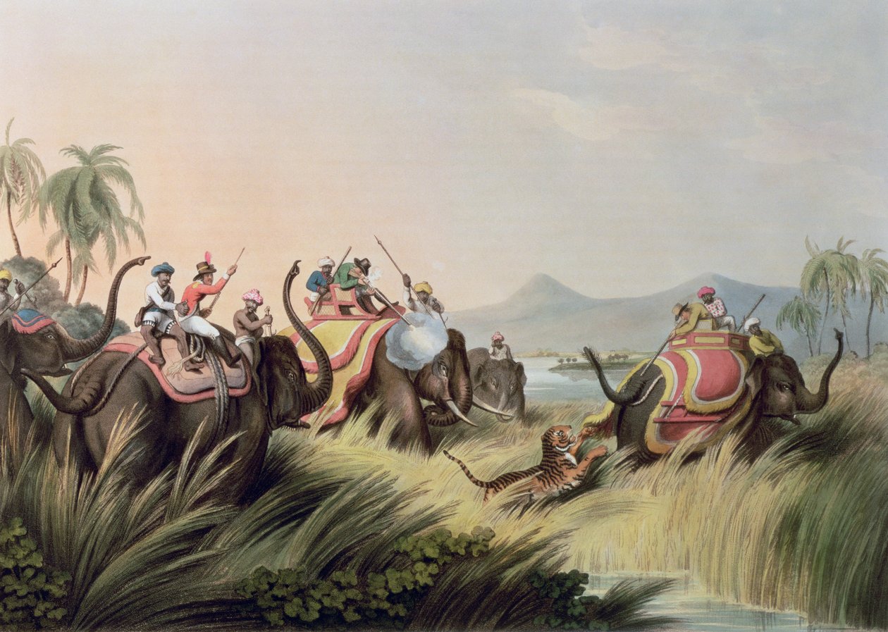 The Tiger At Bay, från Oriental Field Sports, utgiven av Edward Orme, 1807 (tryck) av Samuel Howett