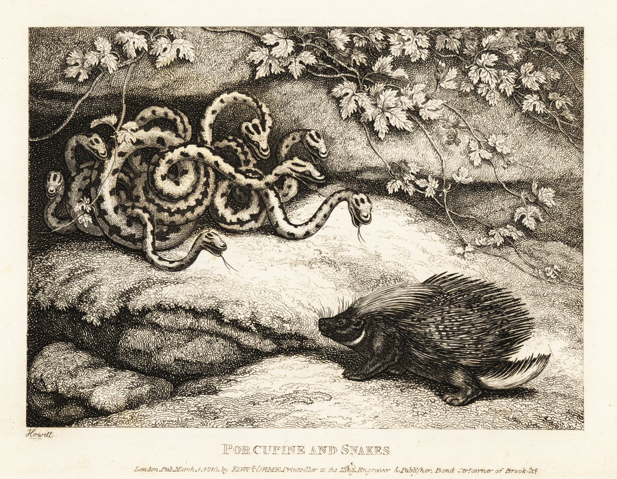 Ett piggsvins vassa fjäderpennor driver ut ett bo av ormar från en cav 1811 (etsning) av Samuel Howitt