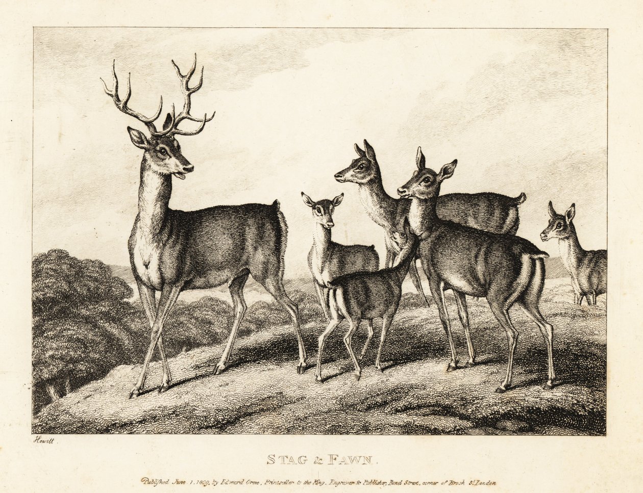 En hjort med do och fawns. Stag och fawn. 1811 (etsning) av Samuel Howitt