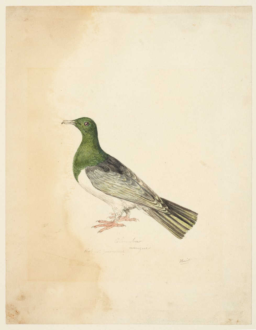 Fågel - Columba, ca 1765-22 (grafit, penna & grått bläck & akvarell på vävt papper) av Samuel Howitt